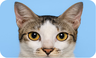 Pet image